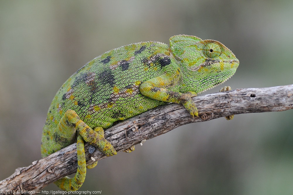 Common chameleon (Chamaeleo chamaeleon)