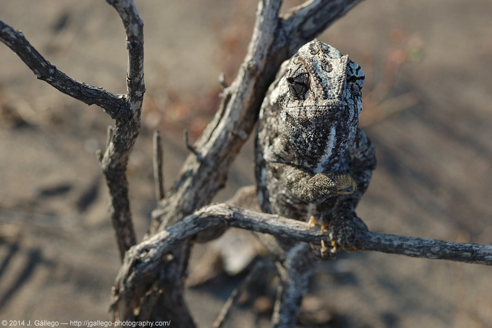 Common chameleon (Chamaeleo chamaeleon)