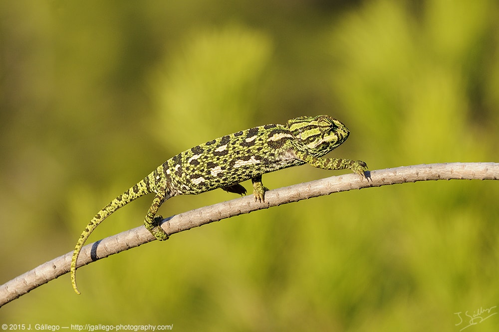 Common chameleon (Chamaeleo chamaeleon)