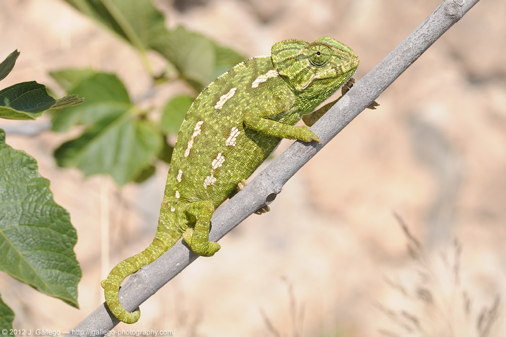 Common chameleon (Chamaeleo chamaeleon)