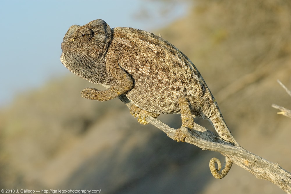 Common chameleon (Chamaeleo chamaeleon)