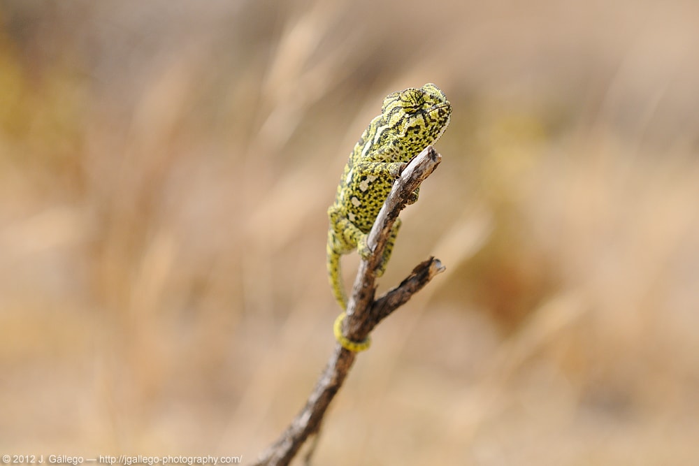 Common chameleon (Chamaeleo chamaeleon)