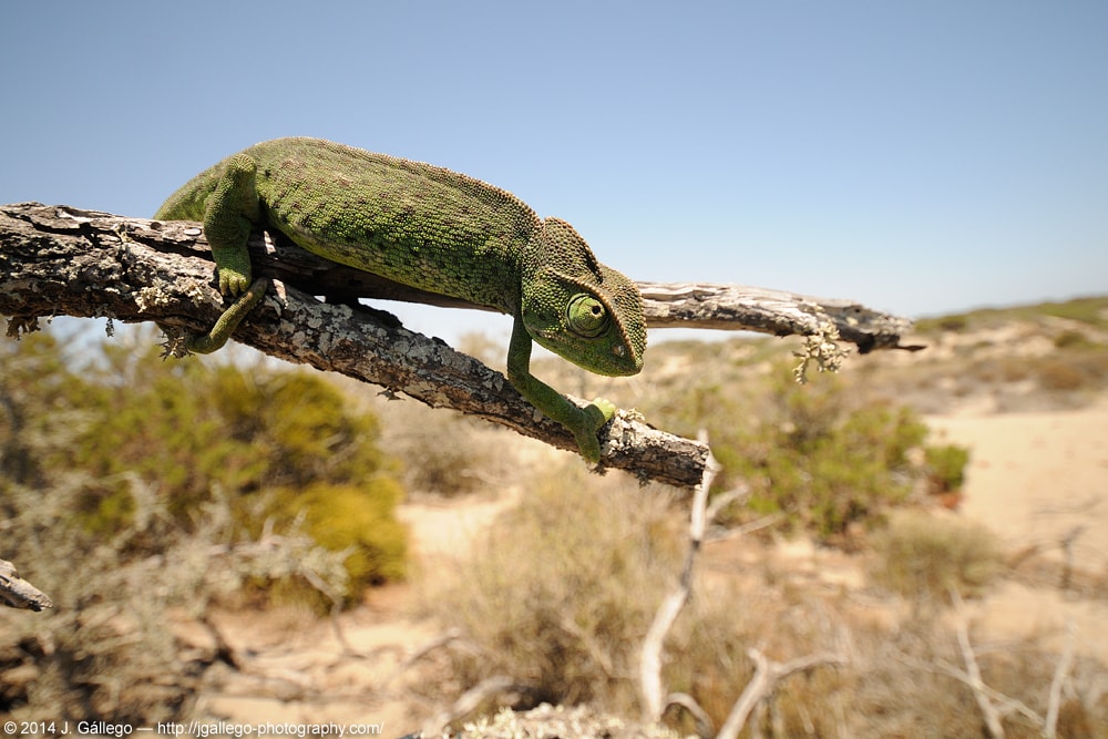Common chameleon (Chamaeleo chamaeleon) in habitat