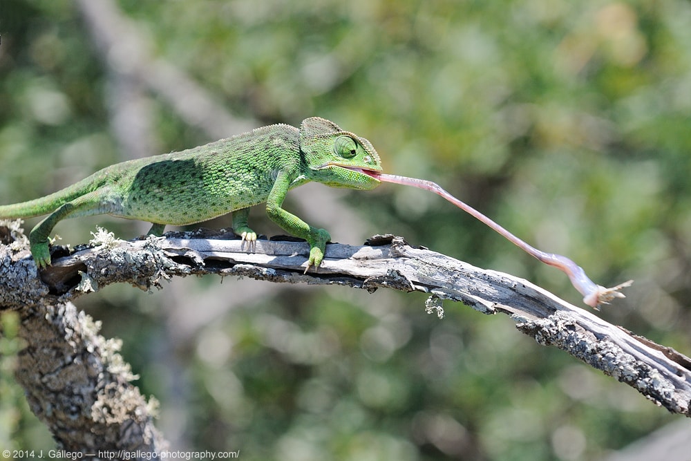 Common chameleon (Chamaeleo chamaeleon)