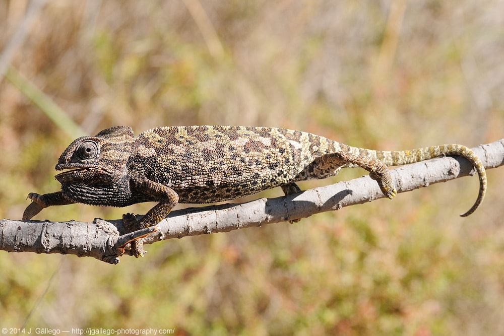 Common chameleon (Chamaeleo chamaeleon)