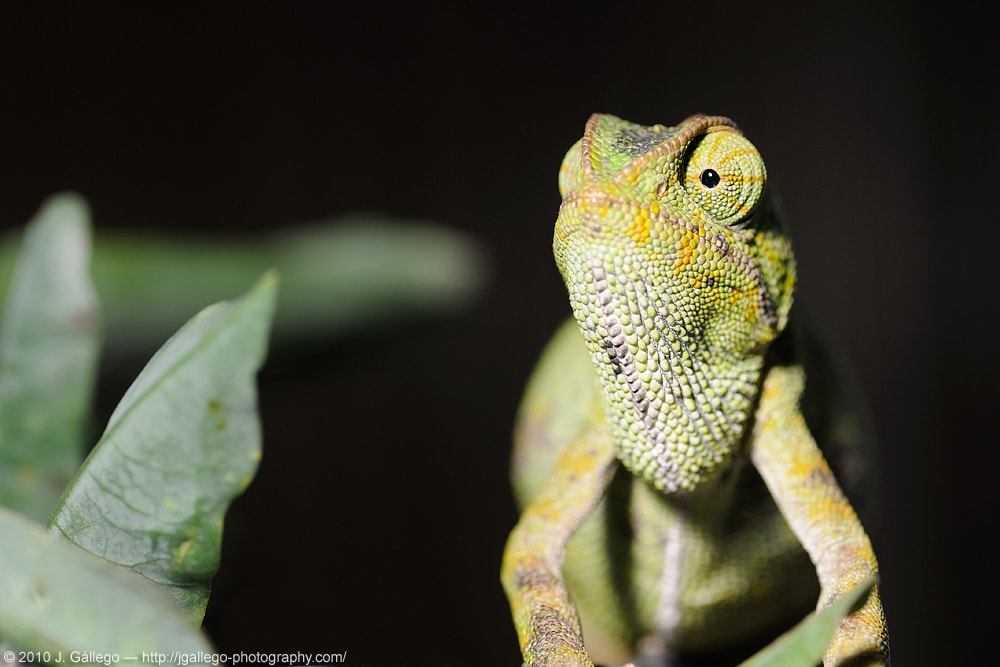 Common chameleon (Chamaeleo chamaeleon)