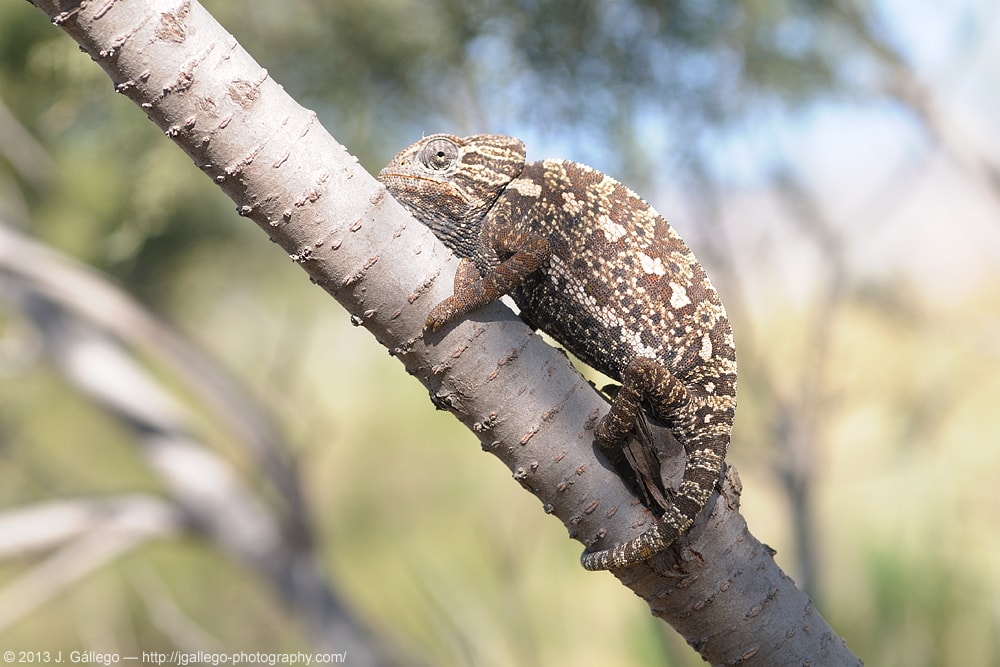 Common chameleon (Chamaeleo chamaeleon)