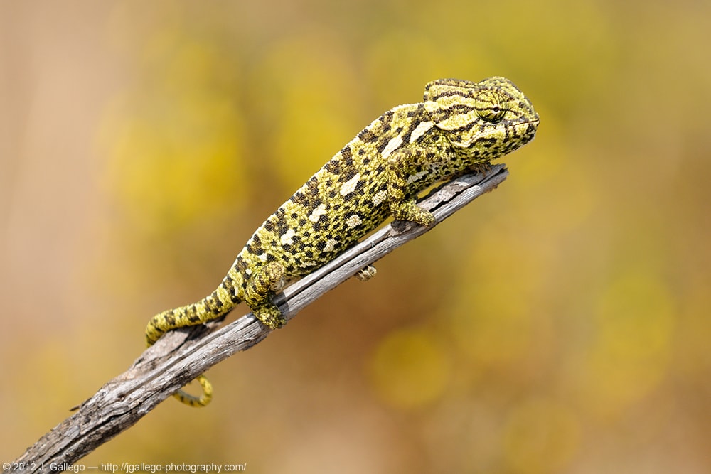 Common chameleon (Chamaeleo chamaeleon)