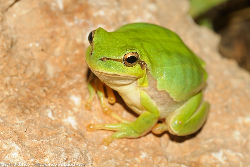 Middle East tree frog (Hyla savignyi)