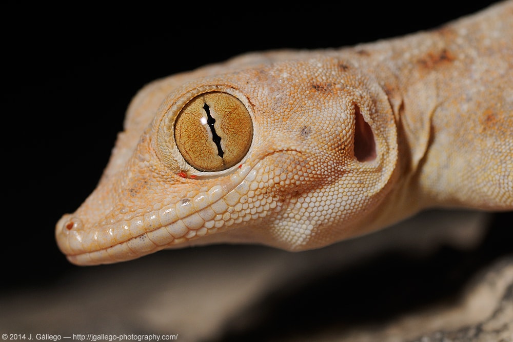 Ptyodactylus dhofarensis