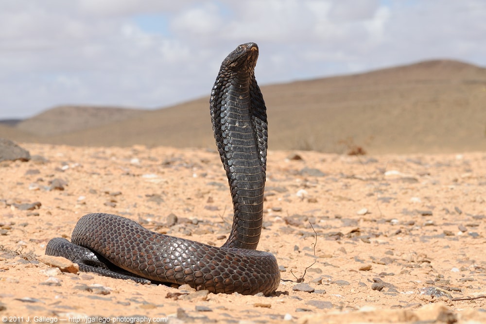 Egyptian cobra (Naja haje)