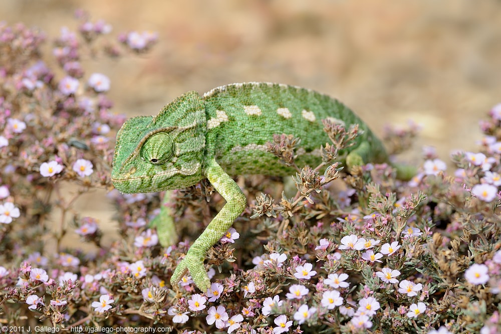 Common chameleon (Chamaeleo chamaeleon)
