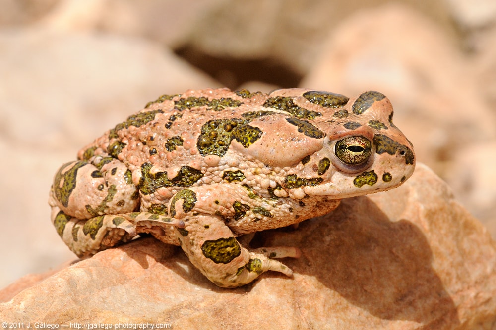 African Green Toad (Bufotes boulengeri)