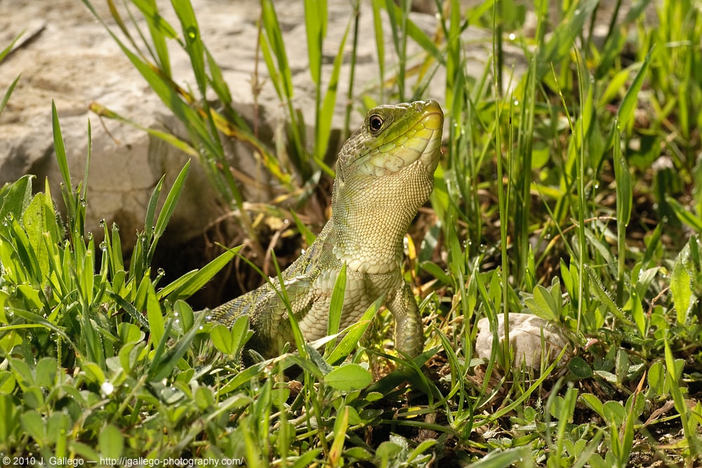 Ocellated lizard (Timon lepidus)
