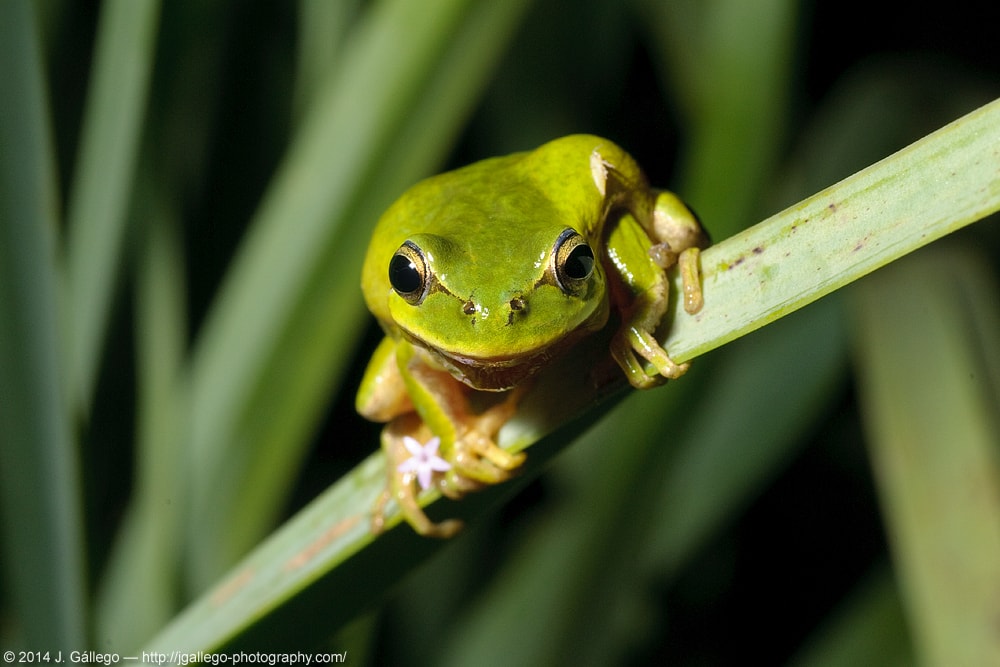 Mediterranean Tree Frog (Hyla meridionalis)