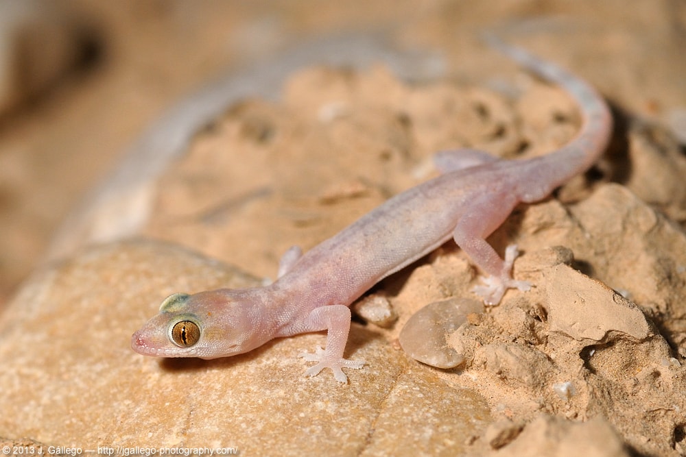 Hemidactylus homoeolepis