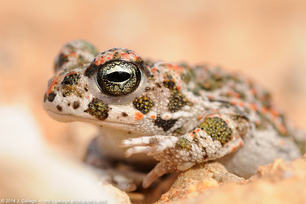 Natterjack toad (Epidalea calamita)
