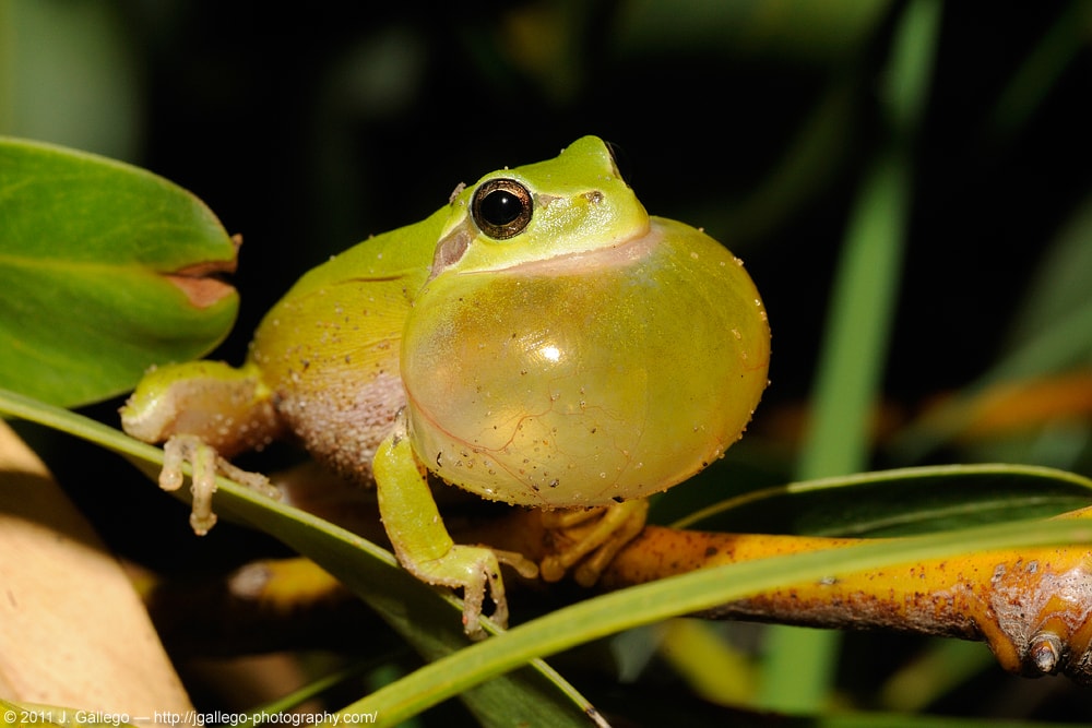 Mediterranean Tree Frog (Hyla meridionalis)