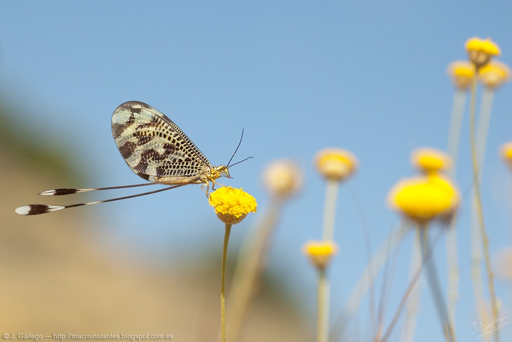 Thread-winged-Lacewing (Nemoptera bipennis)