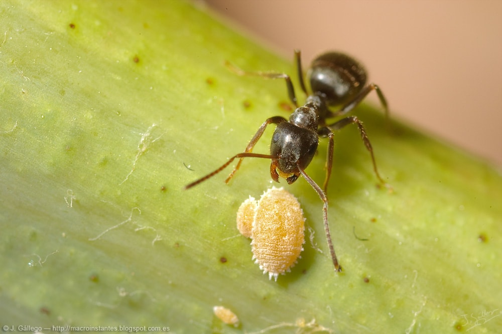 Lasius grandis