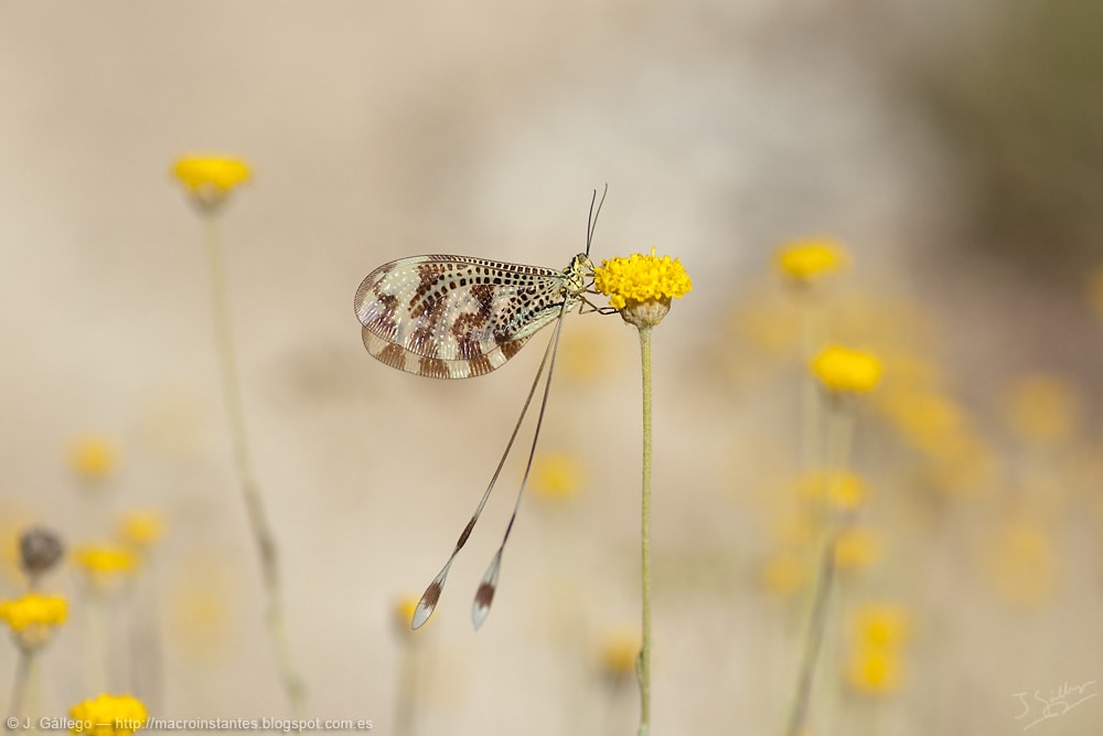 Thread-winged-Lacewing (Nemoptera bipennis)