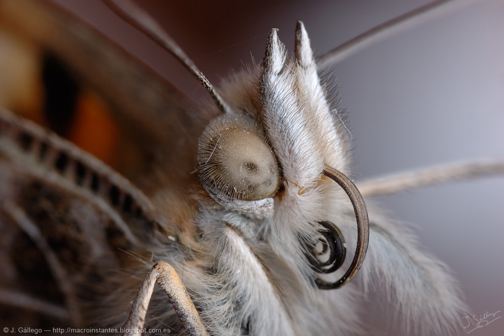 Painted Lady (Vanessa cardui)