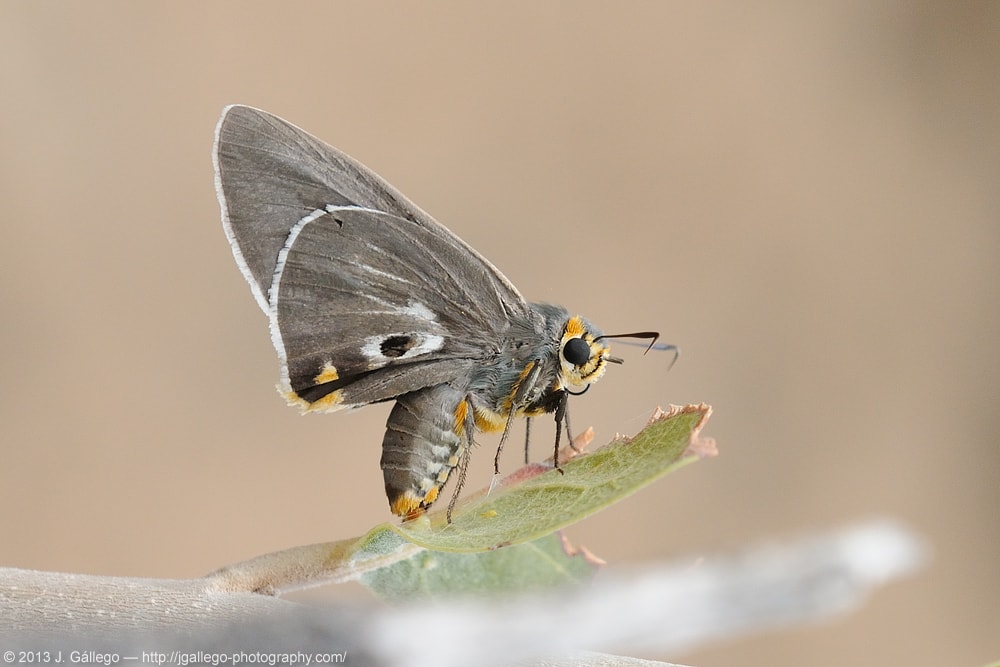 One Pip Policeman (Coeliades anchises) laying eggs