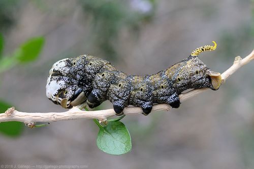 African death's-head hawkmoth (Acherontia&nbsp;atropos)