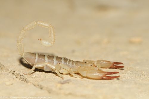 Gadim slender-tailed scorpion (Hemiscorpius lepturus)