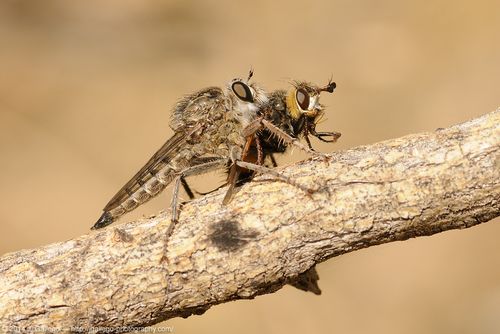 Robber fly (Asilidae) preying on another fly