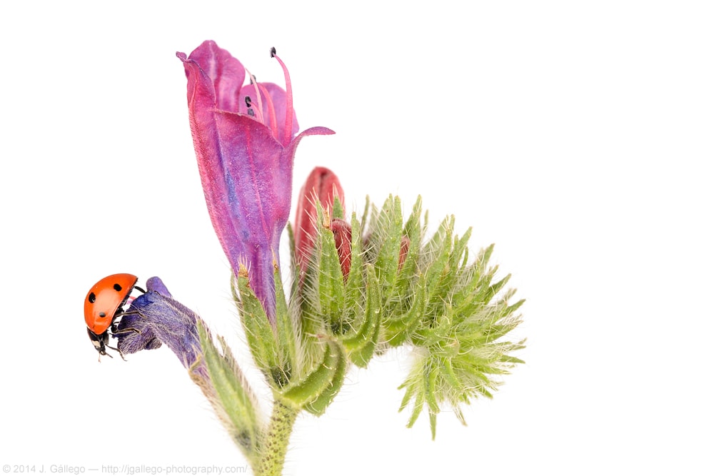 Seven-spot ladybird (Coccinella septempunctata)