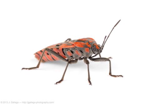 Spilostethus pandurus