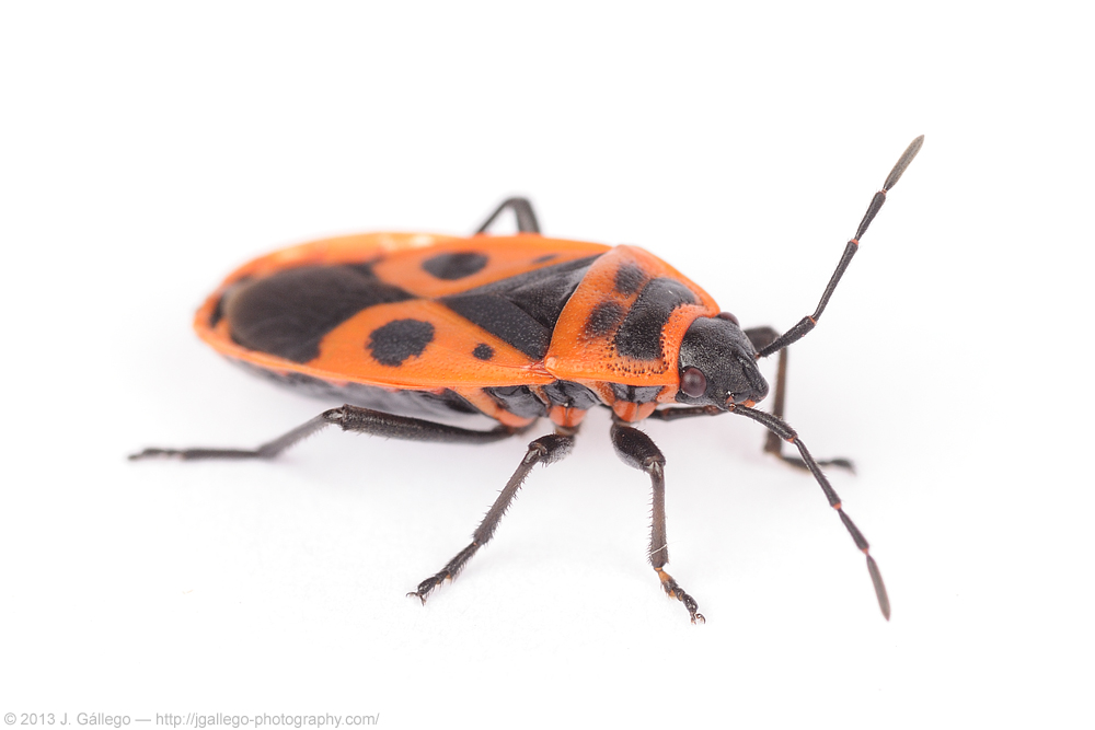 European firebug (Pyrrhocoris apterus)