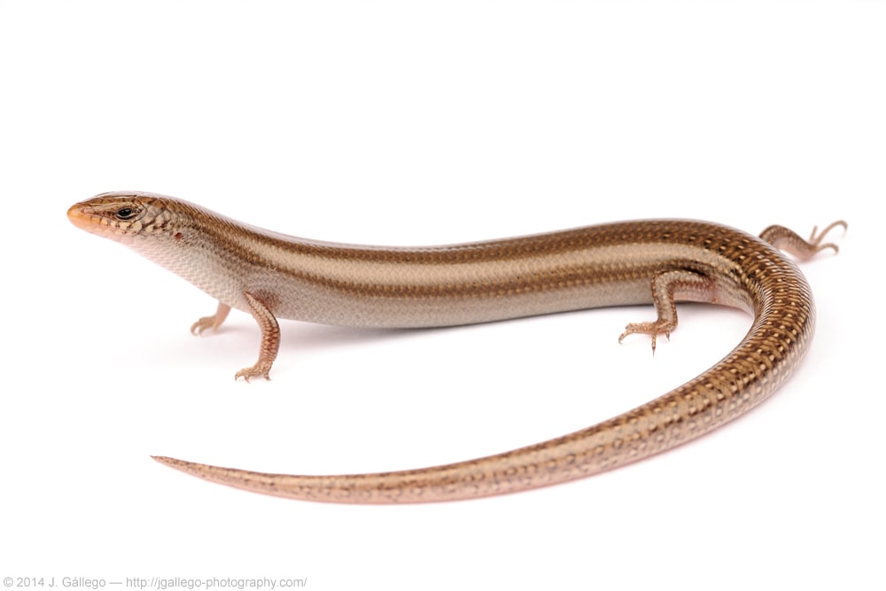 Bedriaga's skink (Chalcides bedriagai)