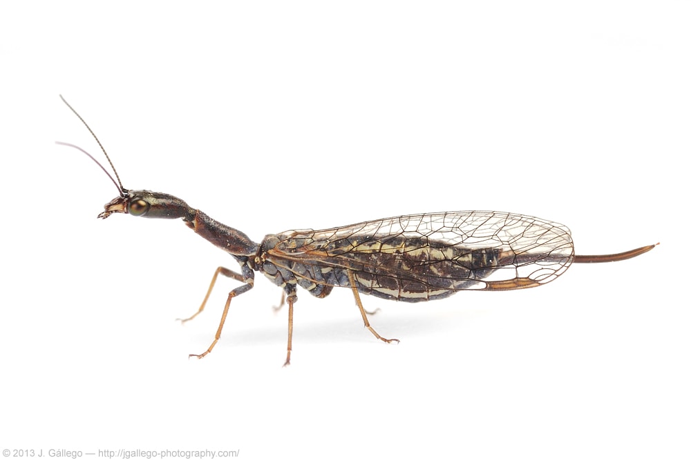 Snakefly (Raphidioptera)