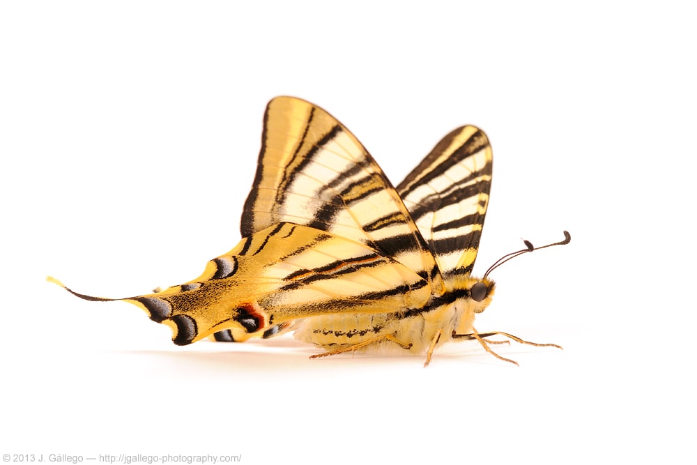 Southern Swallowtail (Iphiclides feisthamelii)