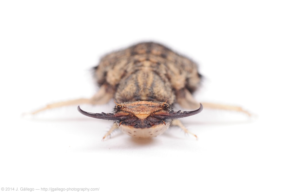 Acanthaclisis occitanica