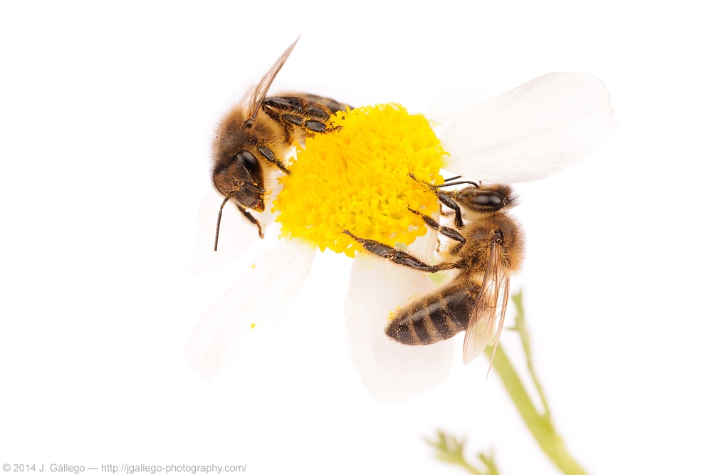 Honey bee (Apis mellifera)